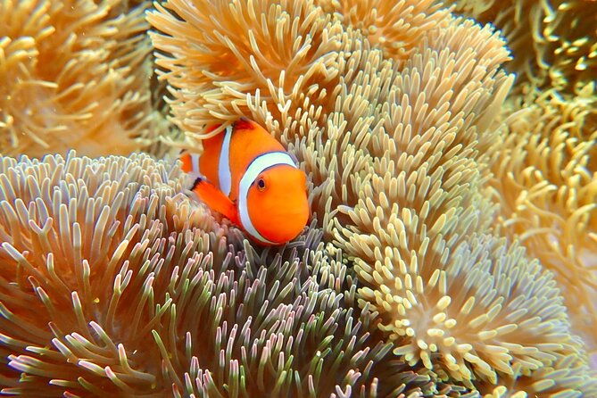 okinawa-miyako-natural-aquarium-tropical-snorkeling-with-colorful-fish