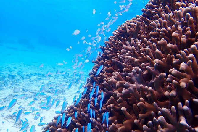 okinawa-miyako-natural-aquarium-tropical-snorkeling-with-colorful-fish