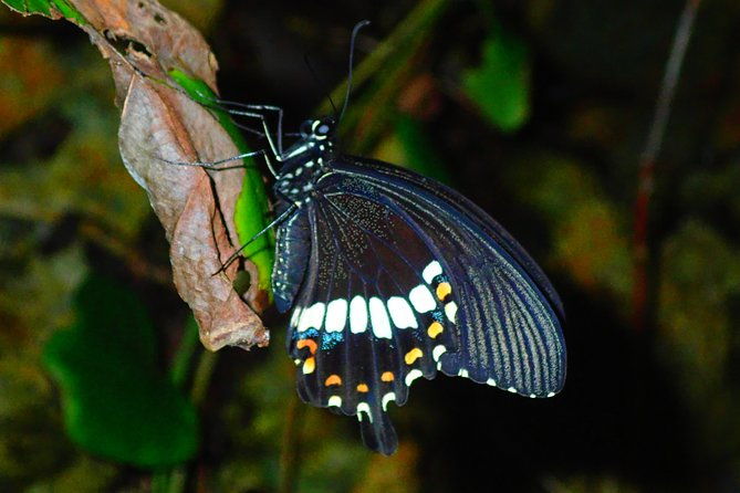 okinawa-miyako-star-gazing-and-subtropical-jungle-night-tour