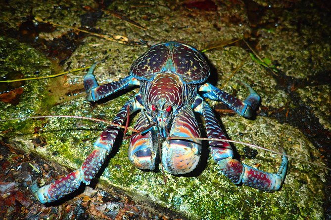 okinawa-miyako-star-gazing-and-subtropical-jungle-night-tour