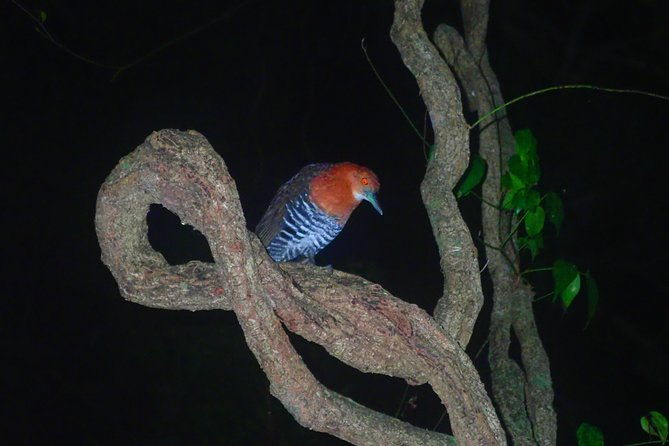okinawa-miyako-star-gazing-and-subtropical-jungle-night-tour