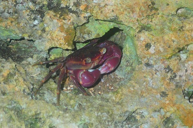 okinawa-miyako-star-gazing-and-subtropical-jungle-night-tour