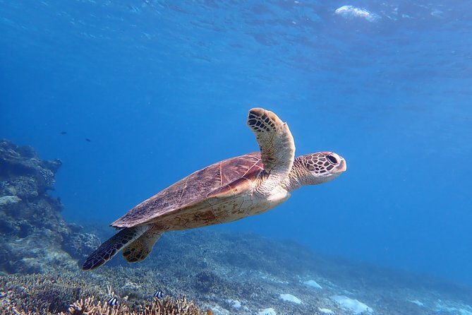 okinawa-miyako-swim-in-the-shining-sea-sea-turtle-snorkeling