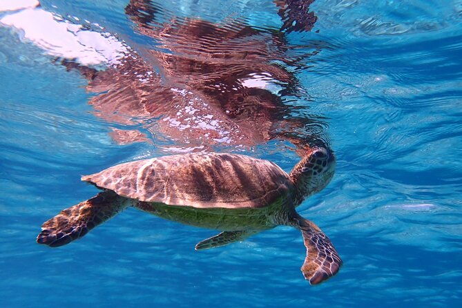 okinawa-miyako-swim-in-the-shining-sea-sea-turtle-snorkeling