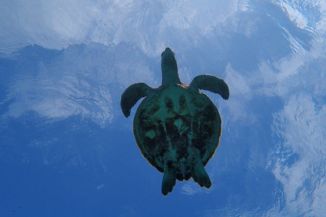 okinawa-miyako-swim-in-the-shining-sea-sea-turtle-snorkeling