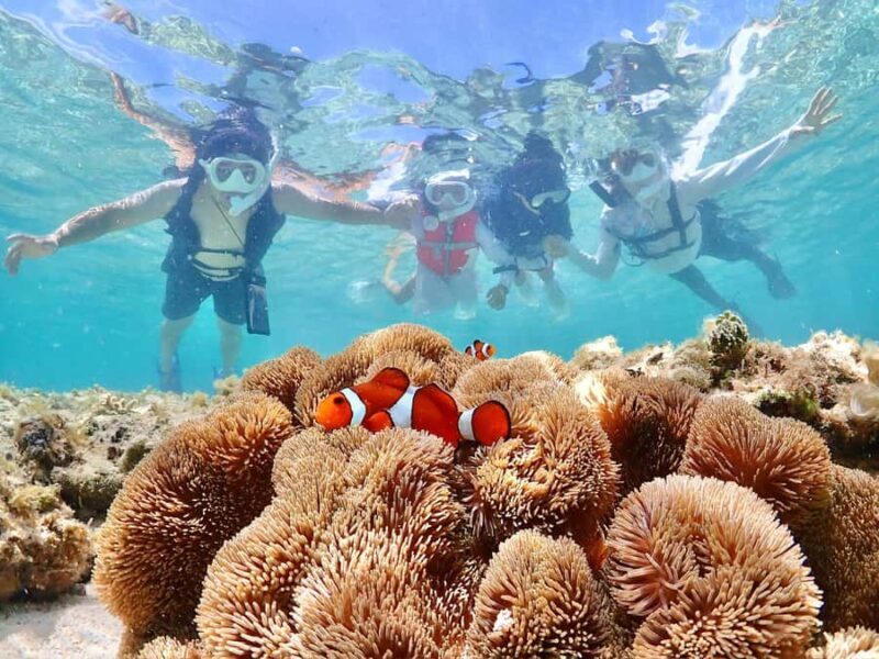 Okinawa Miyakojima: Snorkel Tour with Sea Turtle & Nemo - Key Points
