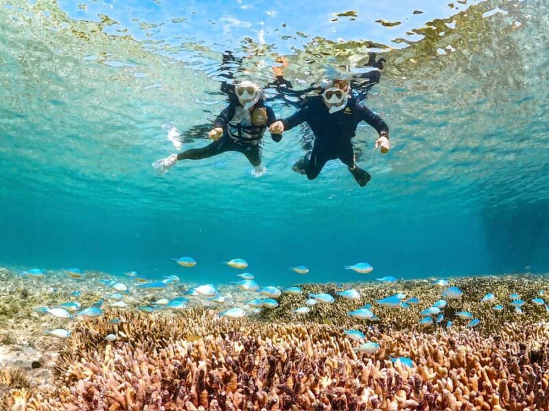 Okinawa Miyakojima: Snorkel Tour with Sea Turtle & Nemo - The Snorkeling Experience — What to Expect