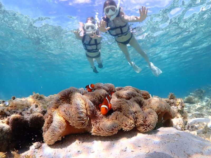 Okinawa Miyakojima: Snorkel Tour with Sea Turtle & Nemo - Final Thoughts