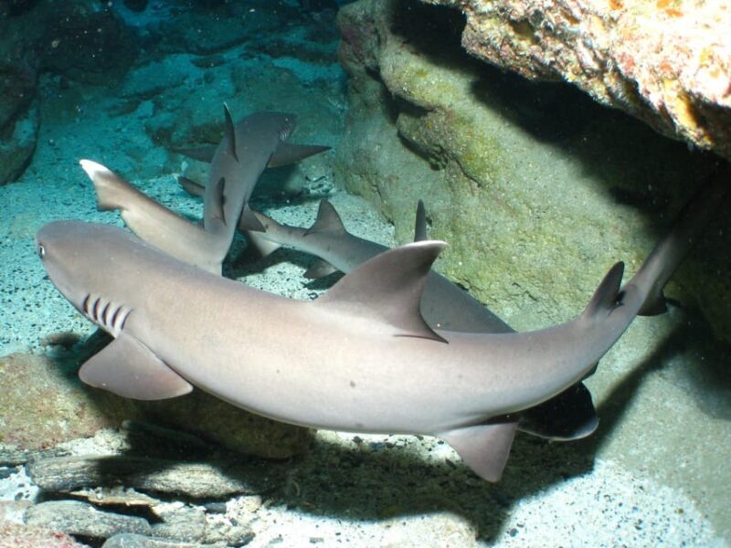 Okinawa: Naha: 1 day Kerama Islands diving license required - What to Expect from the Tour