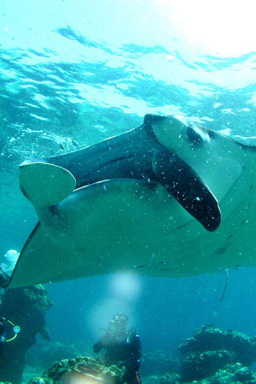 Okinawa: Naha: 1 day Kerama Islands diving license required - Price and Value