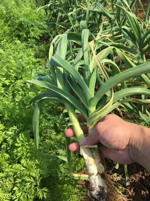 Okinawa: Traditional Cooking Class at Ufuyaa - Key Points