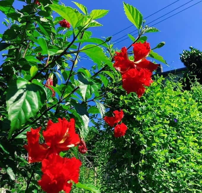 Okinawa: Traditional farming experience & cooking and a meal - Key Points