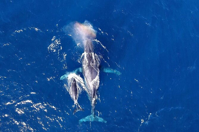 okinawa-whale-watching-from-naha