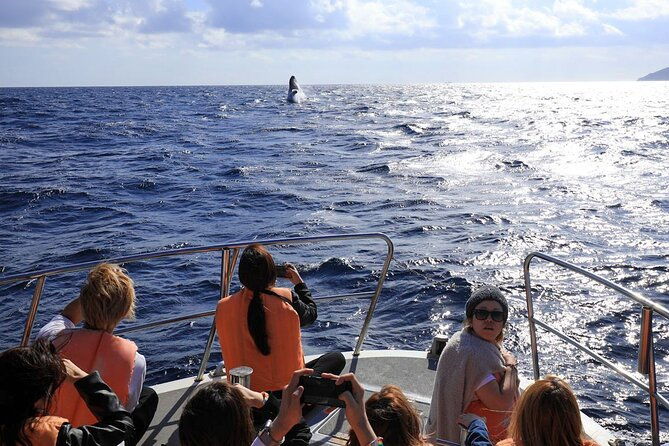 okinawa-whale-watching-from-naha