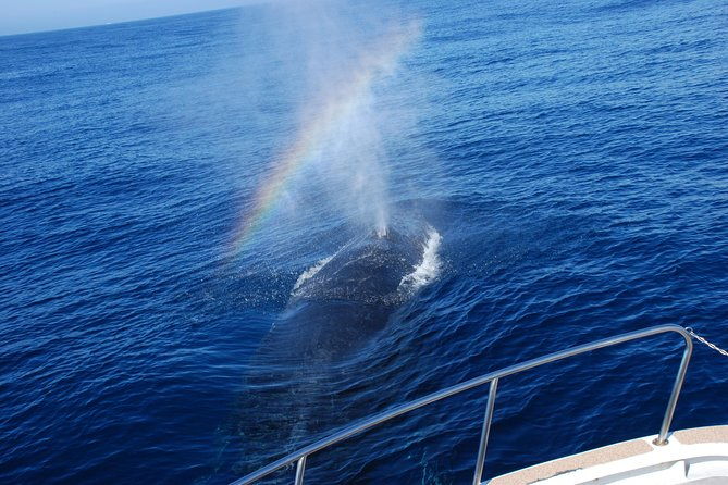 okinawa-whale-watching-from-naha