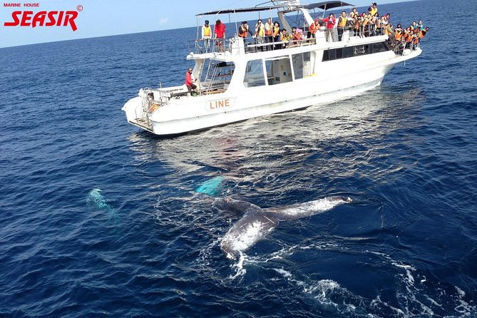okinawa-whale-watching-from-naha