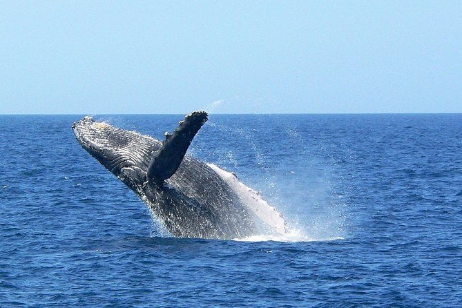 okinawa-whale-watching-from-naha