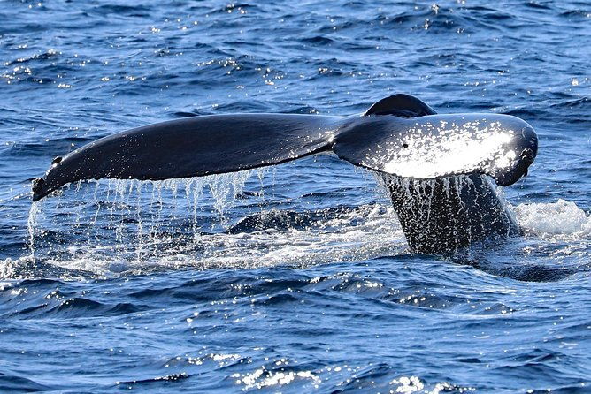 okinawa-whale-watching-from-naha