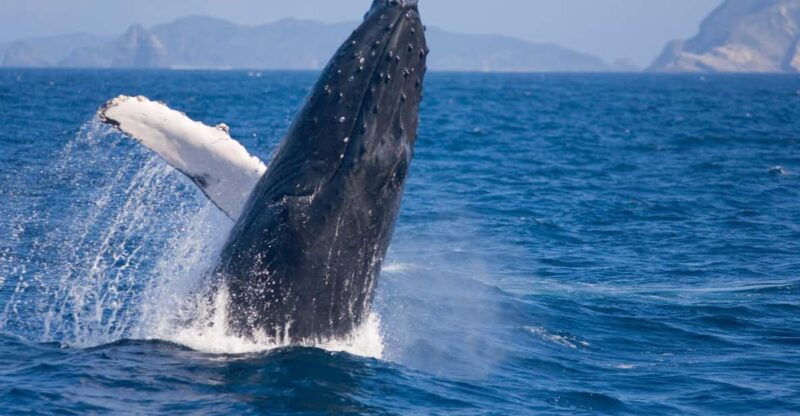 okinawa-whale-watching-from-naha-with-pickup-option