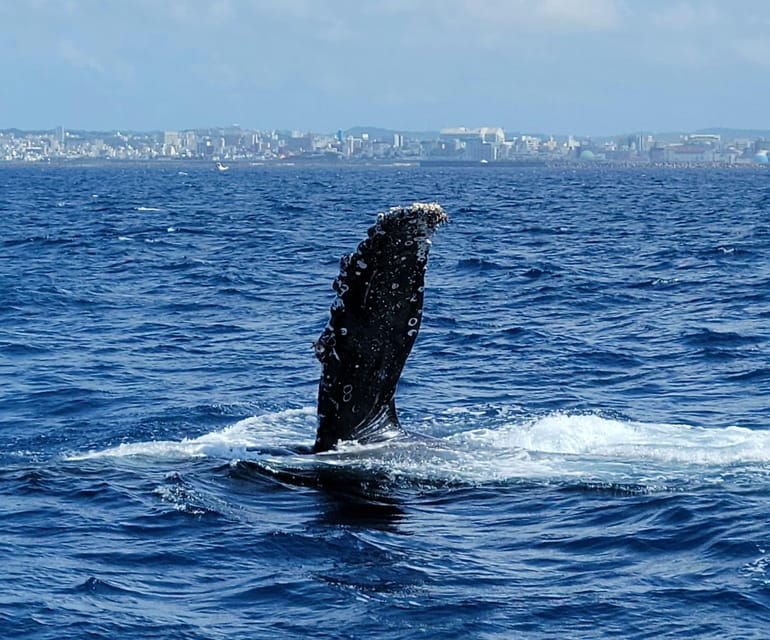 okinawa-whale-watching-from-naha-with-pickup-option