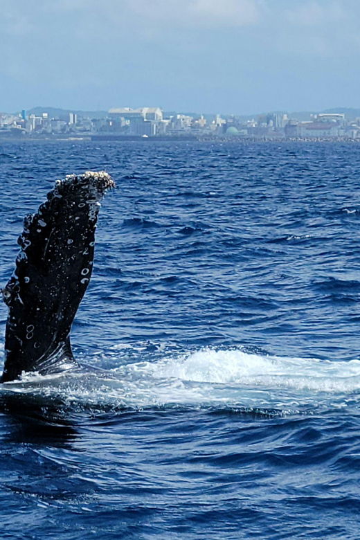 okinawa-whale-watching-from-naha-with-pickup-option
