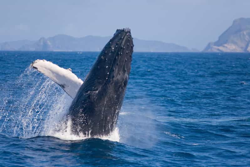 okinawa-whale-watching-from-naha-with-pickup-option