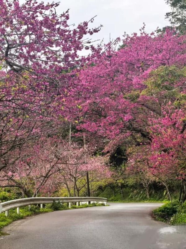 Okinawa: Yaedake Cherry Blossom Festival Private Trip - What to Expect from the Okinawa Yaedake Cherry Blossom Festival Private Trip