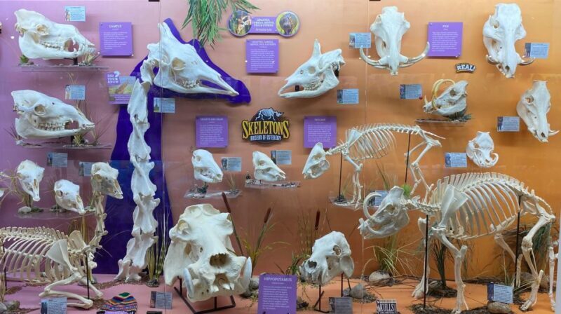 Oklahoma City: SKELETONS: Museum of Osteology Ticket - A Closer Look at What Youll Experience