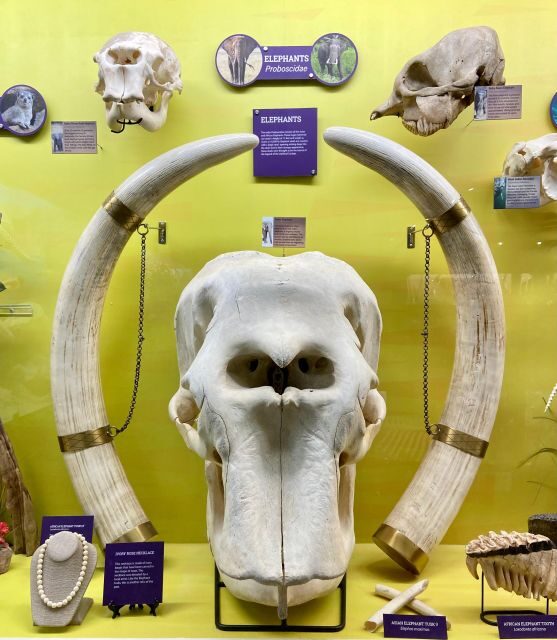 Oklahoma City: SKELETONS: Museum of Osteology Ticket - FAQ: Your Questions About Oklahoma City’s SKELETONS Museum