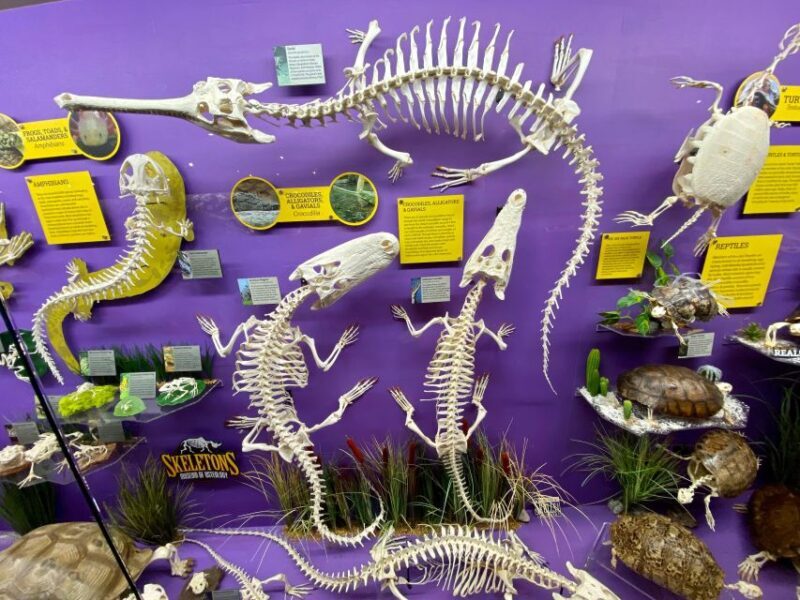 Oklahoma City: SKELETONS: Museum of Osteology Ticket - Final Thoughts