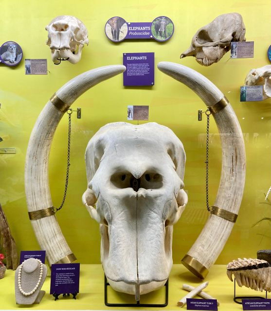 oklahoma-city-skeletons-museum-of-osteology-ticket