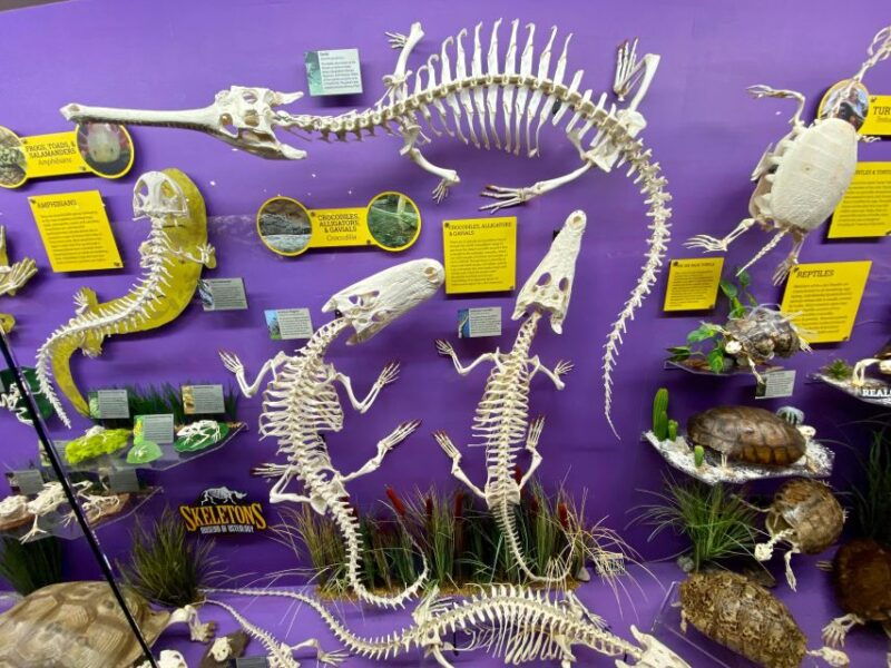 oklahoma-city-skeletons-museum-of-osteology-ticket