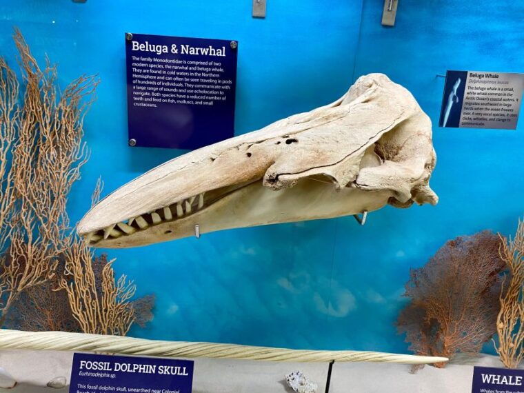 oklahoma-city-skeletons-museum-of-osteology-ticket