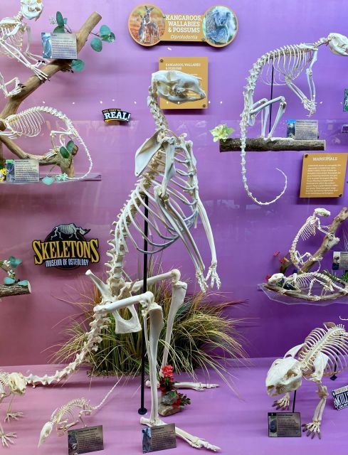 oklahoma-city-skeletons-museum-of-osteology-ticket