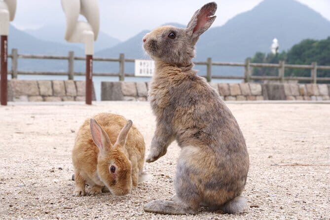 Okunoshima Rabbit Island Cycling Tour with Local Guide - What Makes This Tour Stand Out?