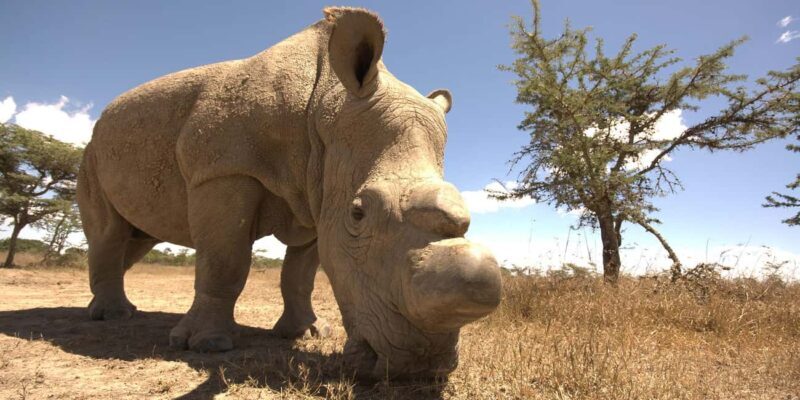 Ol Pejeta Conservancy 2-Day Sweetwaters Safari from Nairobi - Introduction: Why This 2-Day Safari Might Be Just Right for You