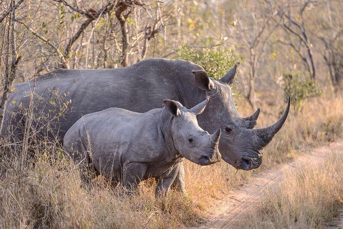 Ol Pejeta Conservancy and Chimpanzee Sanctuary Full-Day Tour from Nairobi - The Itinerary Breakdown: What Makes Each Stop Special