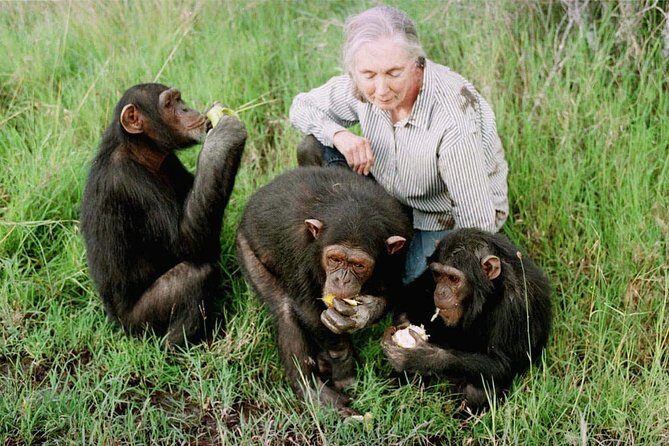 Ol Pejeta Conservancy and Chimpanzee Sanctuary Full-Day Tour from Nairobi - What the Reviews Reveal: Authentic Insights