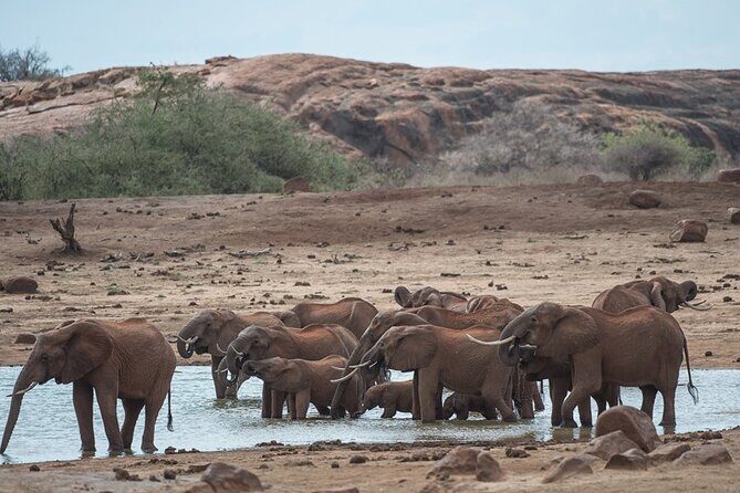 Ol Pejeta Conservancy and Chimpanzee Sanctuary Full-Day Tour from Nairobi - The Sum Up