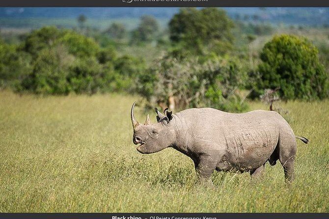 Ol Pejeta Conservancy Day Tour from Nairobi - A Look at the Ol Pejeta Conservancy Day Tour from Nairobi