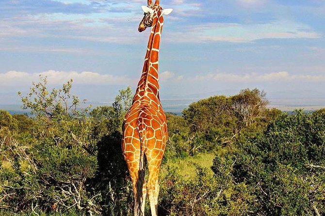 Ol Pejeta Conservancy Day Tour from Nairobi - Key Points