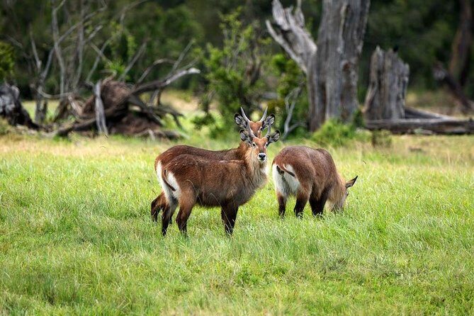 Ol Pejeta Conservancy Day Tour from Nairobi - FAQs