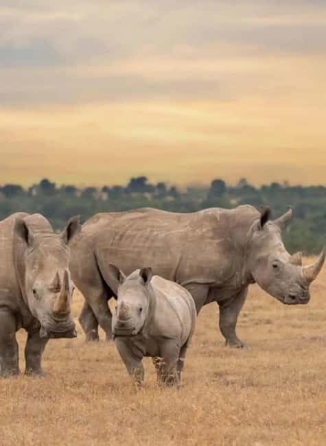 Ol Pejeta Conservancy Full-Day Safari - Key Points