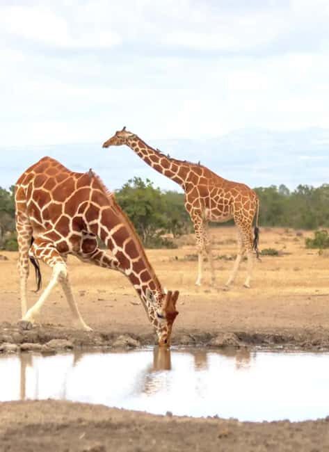 Ol Pejeta Conservancy Full-Day Safari - The Experience in Detail
