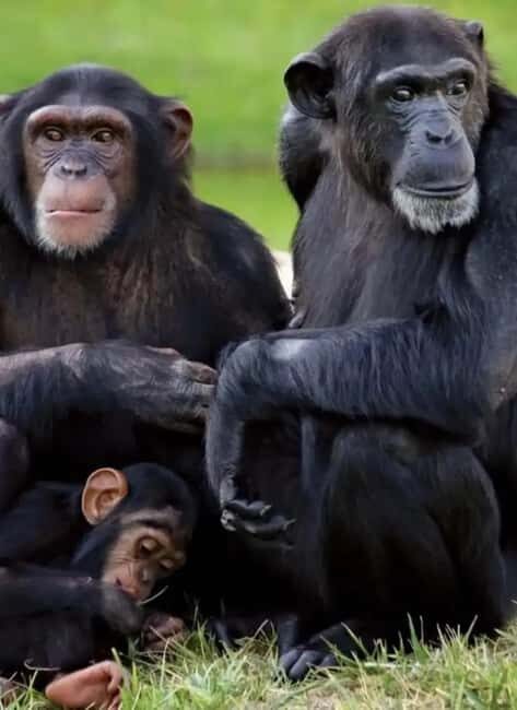 Ol Pejeta Conservancy Full-Day Safari - Why Choose This Tour?