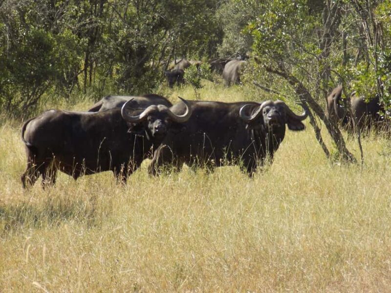 Ol Pejeta Half Day Gamedrive - Key Points