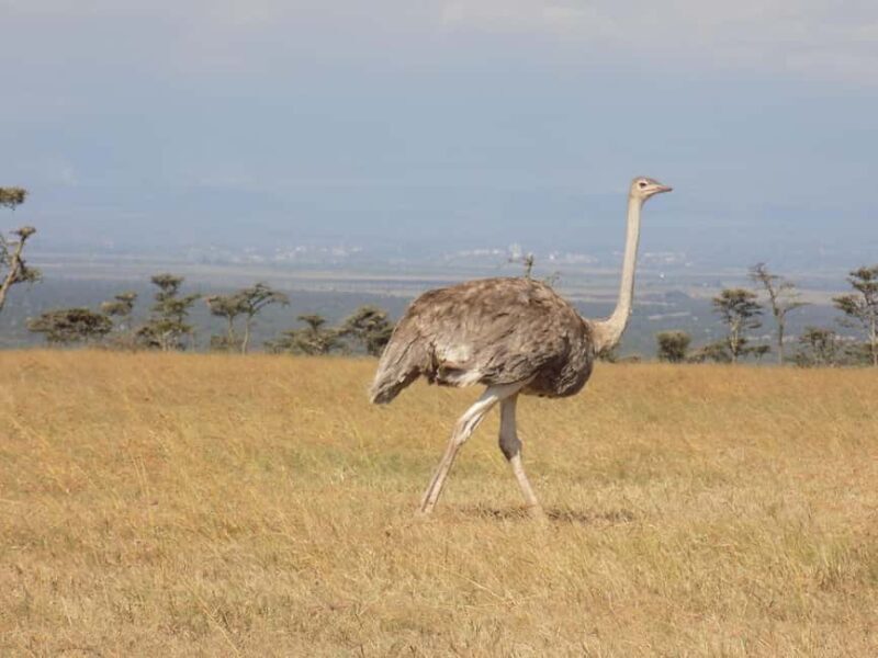 Ol Pejeta Half Day Gamedrive - The Experience: A Closer Look at the Tour