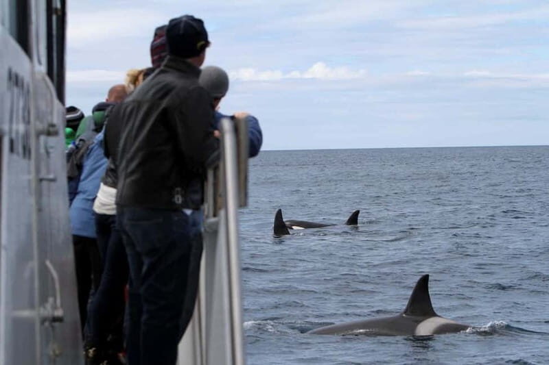 Ólafsvík: Whale Watching Tour - An In-Depth Look at the Ólafsvík Whale Watching Experience