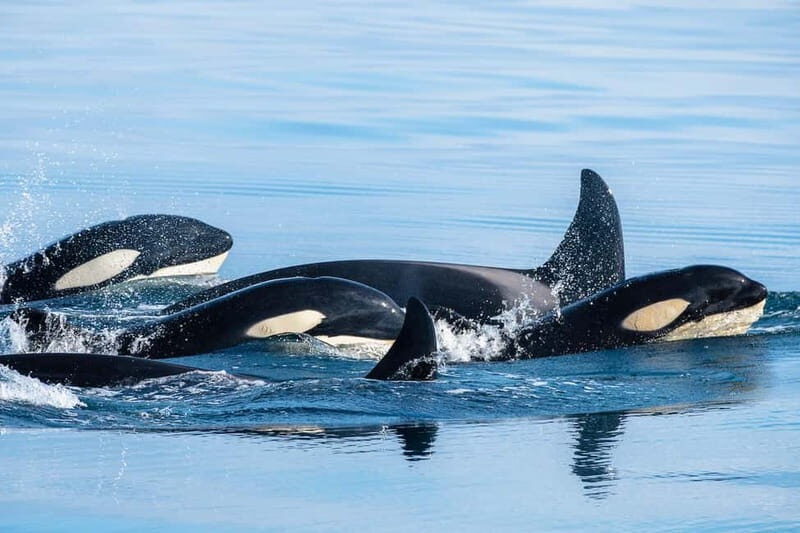 Ólafsvík: Whale Watching Tour - Final Thoughts