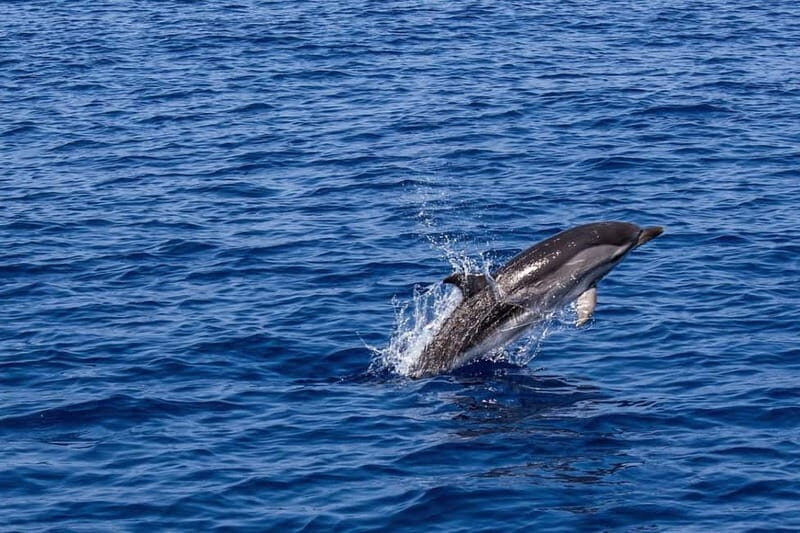 Olbia: Aperitif with Dolphin Watching & Snorkeling Boat Trip - What to Expect from the Tour